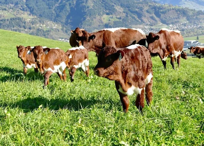 Sunny Alpine Apartment By The Slopes Holiday home *